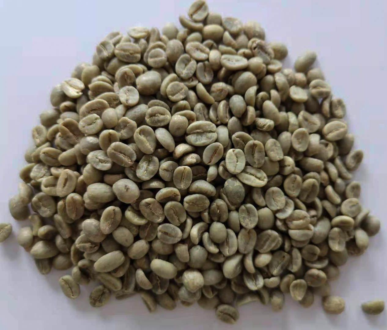 生豆圖.jpg