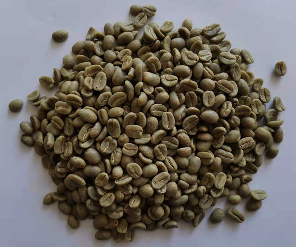 生豆圖.jpg